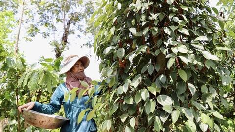 Giá tiêu vẫn tăng, đang ở mức cao kỷ lục, nông dân có lãi trên 500 triệu đồng/ha
