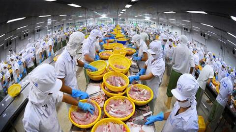 Xuất khẩu cá tra Việt Nam khi được FTA CPTPP trợ lực