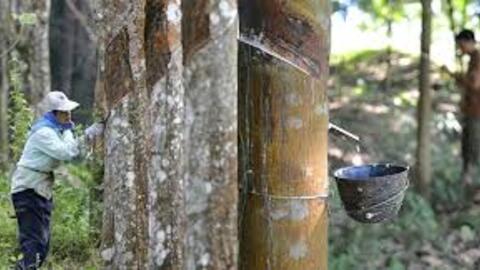 Lo ngại thị trường Trung Quốc, giá cao su giảm liên tiếp