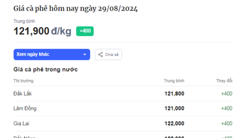 Giá cà phê vẫn tăng, thu mua cà phê ở Gia Lai và Đắk Nông cao nhất Tây Nguyên