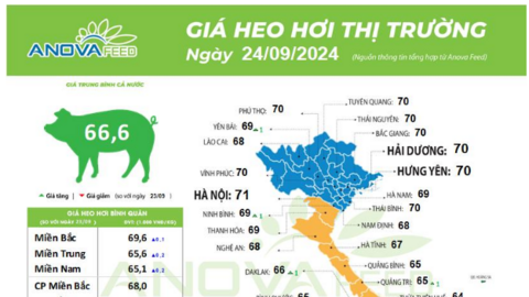 Giá lợn hơi tiếp tục tăng, Hà Nội chạm ngưỡng 71.000 đồng/kg