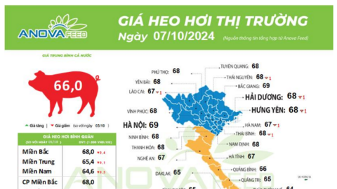 Giá lợn hơi lại biến động, dự báo nóng về sản lượng thịt lợn