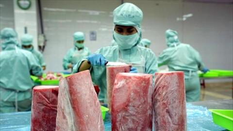 Doanh nghiệp cá ngừ lo lắng vì căng thẳng Israel - Iran leo thang