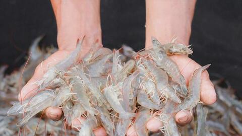 Tôm Việt Nam khẳng định chất lượng trên thị trường EU