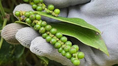 Giá tiêu đồng loạt tăng mạnh, Đắk Nông một mình giữ đỉnh giá tiêu hôm nay