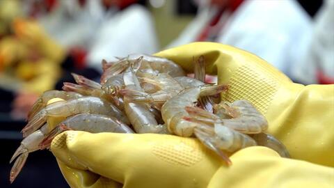 Nuôi tôm sú sẽ gia tăng mạnh, đặc biệt ở Việt Nam và Trung Quốc