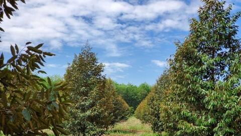 Phân hữu cơ, giải pháp cho nền nông nghiệp bền vững