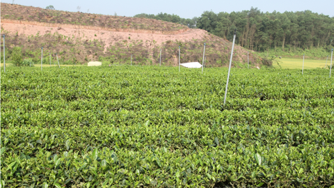 Phát triển vùng chè chất lượng cao, thúc đẩy tiêu thụ sản phẩm tại Bàn Đạt