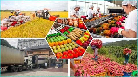 Vì sao nông sản Việt mãi xuất thô?