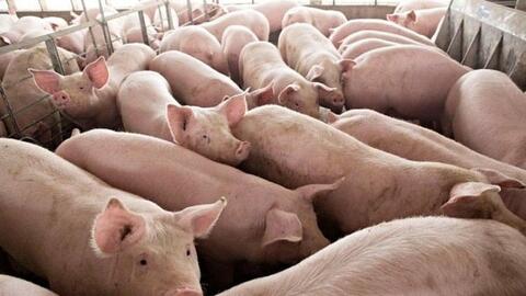 Giá heo hơi hôm nay 2/7/2025: Giảm đồng loạt trên toàn quốc