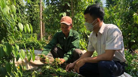 Giá tiêu hôm nay 3/7/2025: trong nước liên tục tăng, thị trường khởi sắc