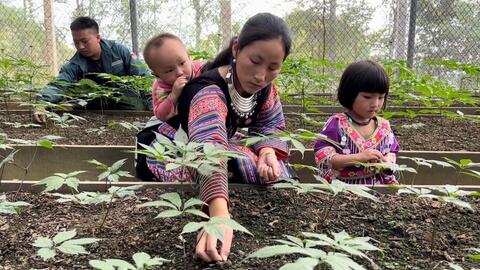 Sơn La “kiến tạo” thương hiệu: Từ nông sản bản địa đến sâm Ngọc Linh quốc bảo