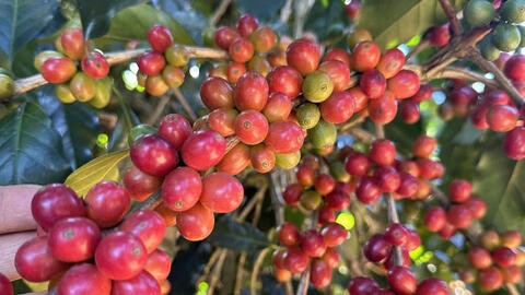 Giá cà phê hôm nay 21/7/2025: Trong nước bình ổn, neo ở mức khá cao