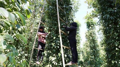 Giá tiêu hôm nay 4/8/2025: Trong nước cao nhất 140.000 đồng/kg