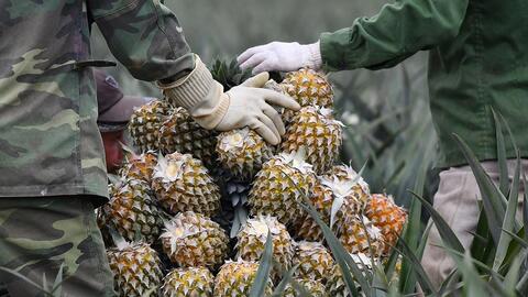 Dứa, mắc ca Sơn La: Nhãn hiệu chứng nhận giúp khẳng định thương hiệu sản phẩm