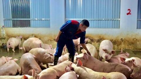 Giá heo hơi hôm nay ngày 11/8/2025: Đồng loạt tăng giá ở miền Nam