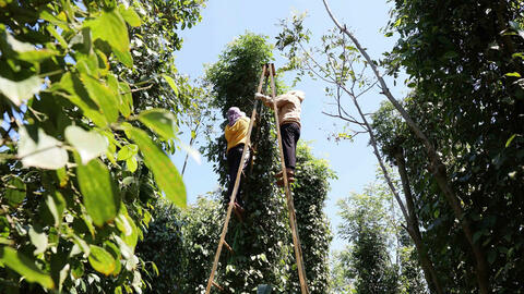 Giá tiêu hôm nay 3/9/2025: Trong nước tăng mạnh, thế giới ổn định
