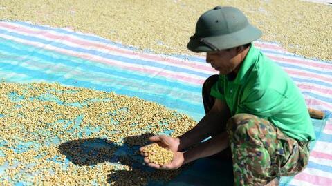 Giá cà phê hôm nay 4/9/2025: Giảm mạnh 6.000 đồng/kg chỉ sau một ngày