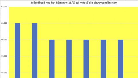 Giá heo hơi hôm nay 15/9/2025: Duy trì đà bình ổn
