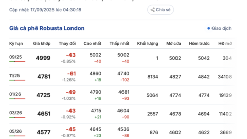 Giá cà phê hôm nay 17/9/2025: Trong nước bật tăng mạnh