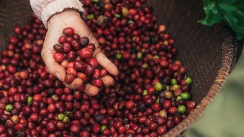 Giá cà phê tăng nhẹ lên mức 115.800 đồng/kg