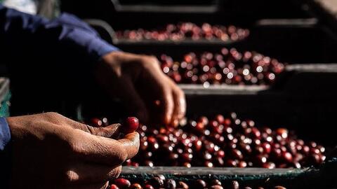 Giá cà phê giảm 5.800 đồng/kg trước làn sóng bán tháo lan rộng