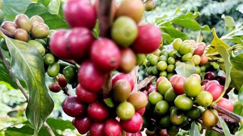 Niên vụ 2026-2027 có thể dư 7-10 triệu bao, cà phê đối diện áp lực mới