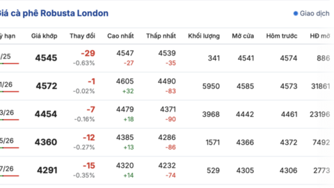 Giá cà phê hôm nay 20/11/2025: Tiếp tục tăng mạnh