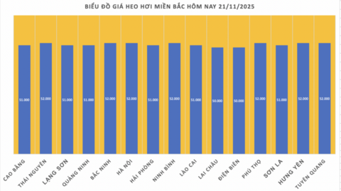Giá heo hơi hôm nay 21/11/2025: Tăng mạnh, miền Bắc lập đỉnh