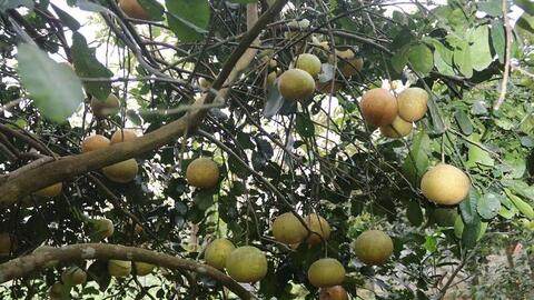 Hàng chục hecta bưởi Diễn rụng quả, nông dân Hà Tĩnh lo mất Tết