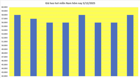 Giá heo hơi hôm nay 5/12/2025: Tiếp tục lập đỉnh mới
