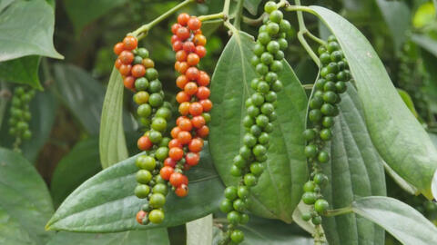 Xuất xứ hàng hóa và con đường nâng giá trị hồ tiêu, gia vị Việt Nam