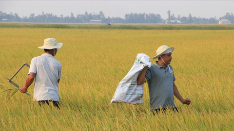 Đồng Tháp đẩy mạnh canh tác lúa chất lượng cao, phát thải thấp