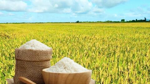 Giá lúa gạo hôm nay ngày 31/12: Thị trường lặng sóng