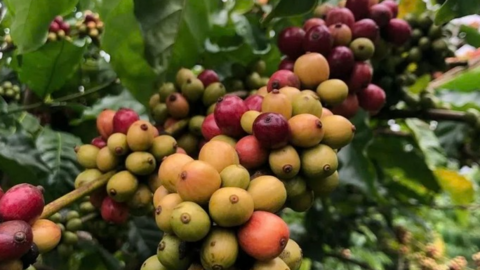 Phiên cuối năm, giá cà phê bật tăng 1.000 đồng/kg