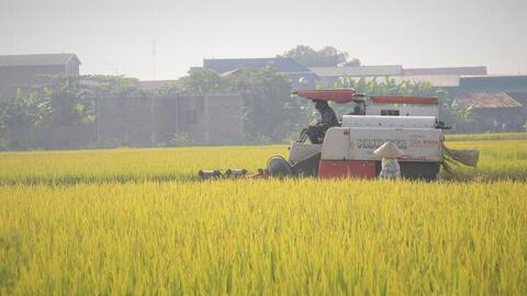 Xuất khẩu gạo 2026: Giữ nhịp ổn định?