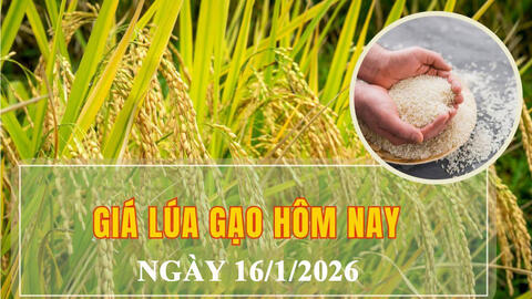 Giá lúa gạo hôm nay ngày 16/1/2026: Phụ phẩm tăng nhẹ