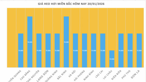 Giá heo hơi hôm nay 20/1/2026: Tiếp đà tăng tại nhiều nơi