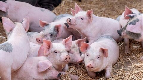 Giá heo hơi hôm nay 26/1/2026: Tăng rải rác