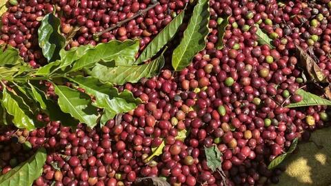 Nguồn cung thắt chặt, giá cà phê thế giới đồng loạt tăng