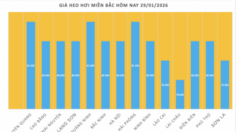 Giá heo hơi hôm nay 29/1/2026: Biến động trái chiều
