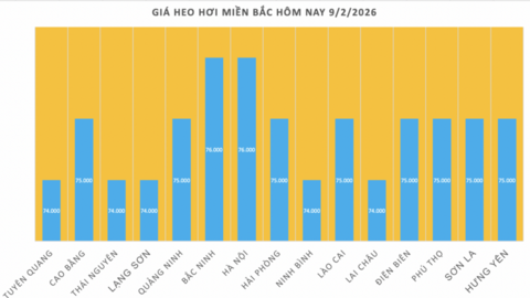 Giá heo hơi hôm nay 9/2/2026: Tiếp tục giảm nhiều nơi