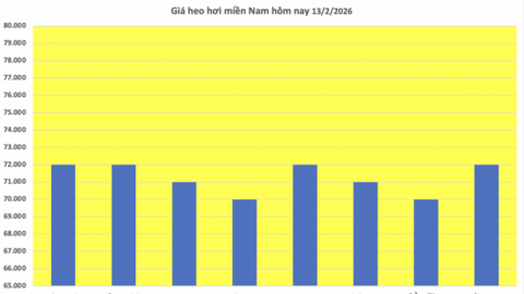 Giá heo hơi hôm nay 13/2/2026: Thị trường trầm lắng