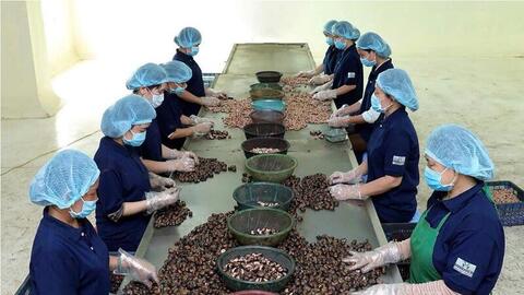 Nông sản Việt hướng tới chinh phục mục tiêu xuất khẩu 100 tỷ USD