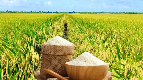 Giá lúa gạo hôm nay ngày 3/3/2026: Gạo Đài Thơm 8 tăng