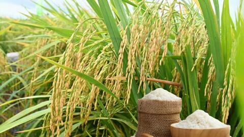 Giá lúa gạo hôm nay ngày 6/3/2026: Gạo xuất khẩu giảm nhẹ