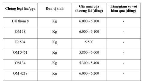 Giá lúa gạo hôm nay ngày 11/3/2026: Gạo xuất khẩu OM 5451 tiếp đà tăng