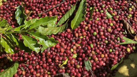 Giá tiêu hôm nay 17/3/2026: Giảm mạnh đến 3.500 đồng/kg