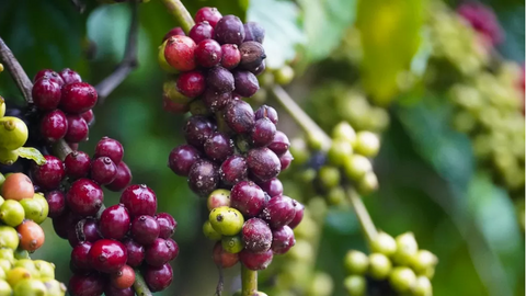 Giá cà phê thế giới tiếp đà tăng trước áp lực đứt gãy chuỗi cung ứng