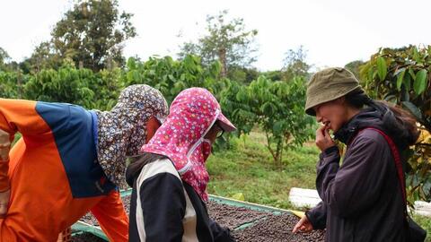 Giá cà phê hôm nay 19/3/2026: Tăng mạnh 1.300 - 1.500 đồng/kg